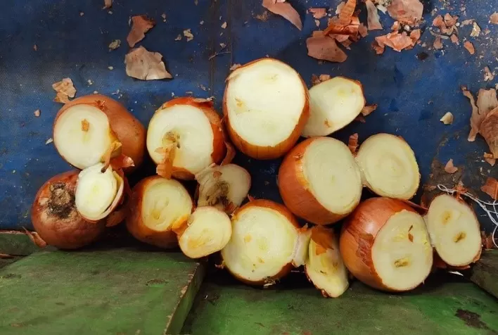 Cidades na fronteira com a Argentina sofrem com infestação perigosa na cebola