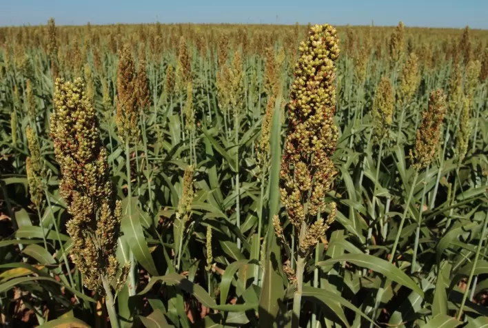 Agro em Dados: edição de abril explora o cenário do cultivo de sorgo em Goiás