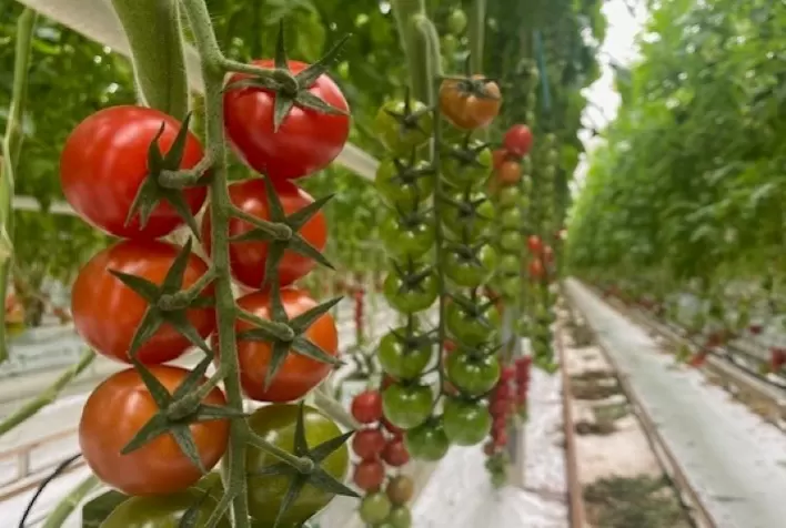 Nunhems inaugura o Centro de Experiência do Tomate na Holanda