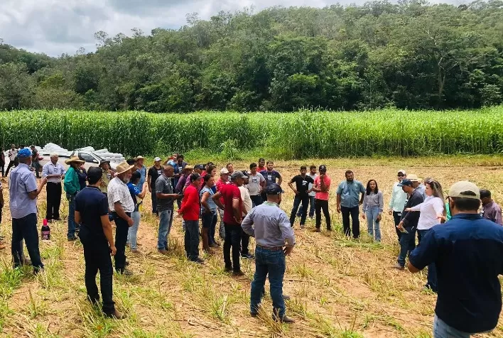 Silagem a partir de consórcio banca custo da renovação do pasto e deixa dinheiro no caixa