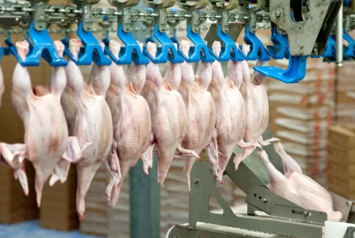 Desempenho do frango abatido na 15ª semana de 2024, segunda do mês de abril