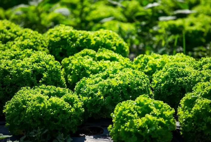 Clima afeta produção e eleva preços da alface, aponta Cepea