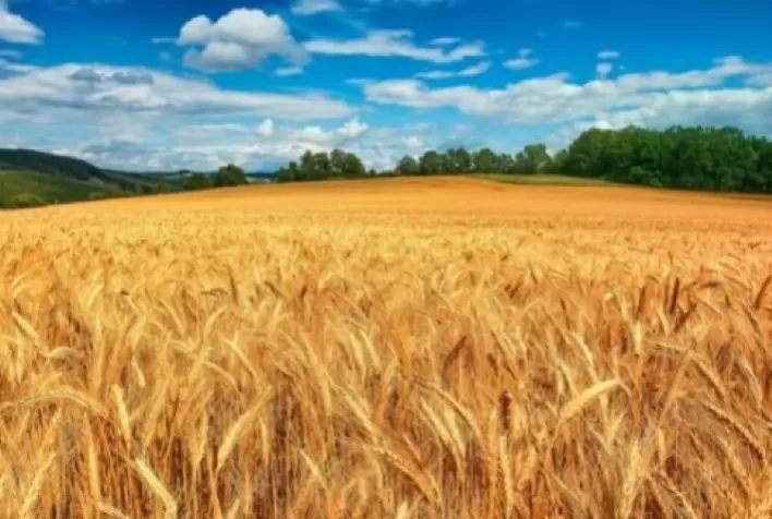 Retração dos produtores impulsiona altas nas cotações do trigo, aponta Cepea