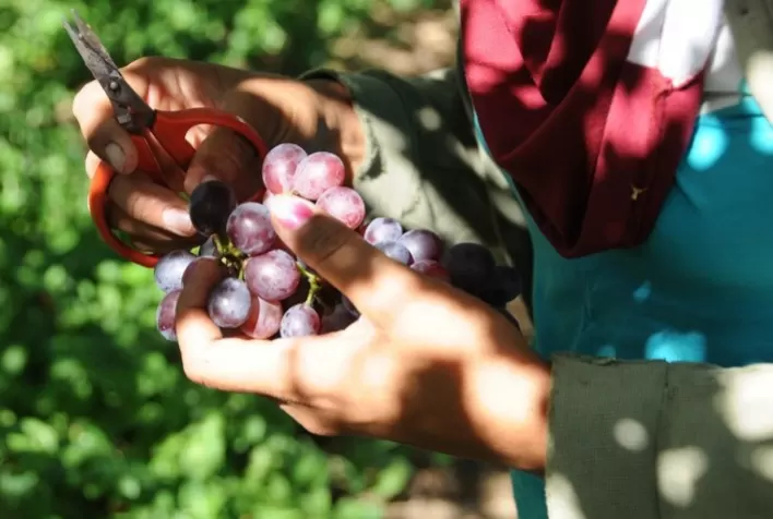 Projetos de irrigação da Codevasf produziram 4,11 milhões de toneladas de alimentos em 2023