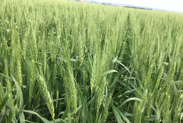 Defensivos agrícolas: Ferrugens e lagarta-do-trigo no alvo da Sipcam Nichino