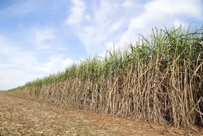 Safra de cana-de-açúcar em MS alcança recorde de produção, revela pesquisa