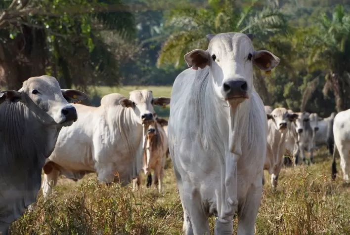 Inicia-se o prazo obrigatório para atualização de rebanhos no Paraná