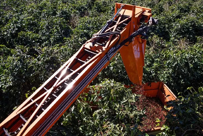 Produção mundial de café estimada para safra 2023-2024 totaliza 171,4 milhões de sacas de 60kg
