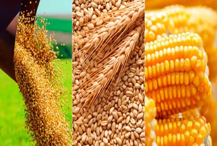 WASDE: Confira as principais tendências para Soja, Milho e Trigo