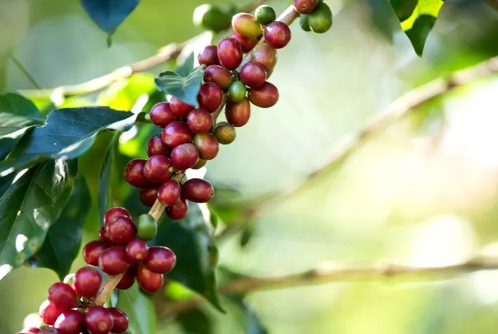 Desafios da produção cafeeira: Controle do bicho-mineiro requer uso estratégico de inseticidas