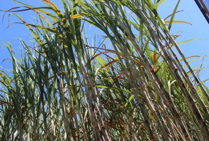 Bioestimulantes combinando ácidos húmicos e fúlvicos impulsionam produtividade da cana-de-açúcar