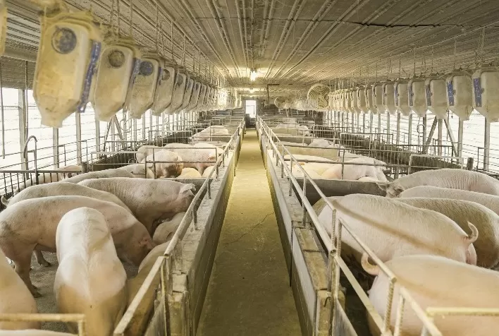 Uso de enzimas em ração animal promove melhor desempenho e sustentabilidade
