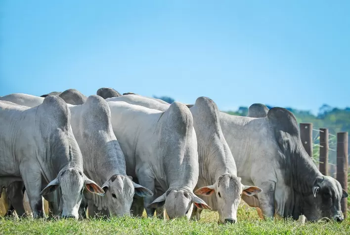 Maratona 100% on-line vai oferecer descontos de até 57% em genética bovina de corte