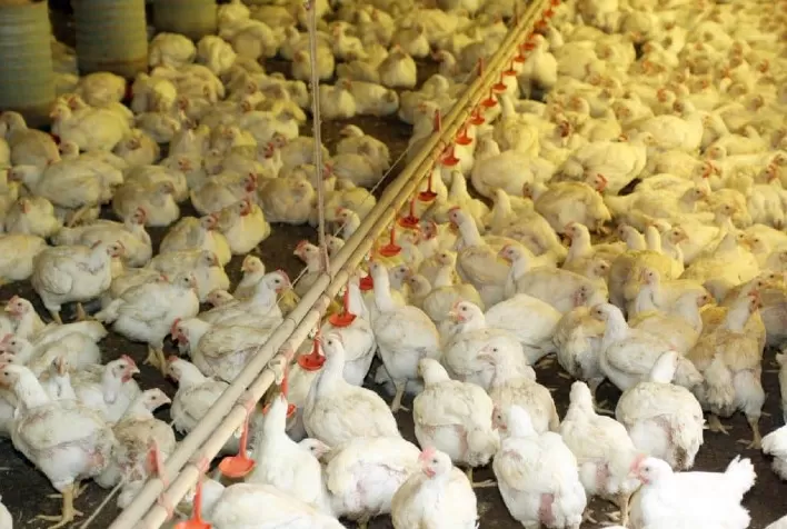 Influenza Aviária: Brasil segue livre de focos em granjas comerciais