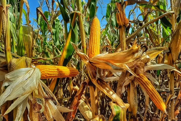 Mercado de milho no Brasil deve começar a semana com cautela