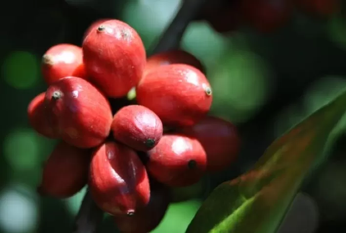 Café robusta avança com preocupações no Vietnã, mas arábica passa por ajustes