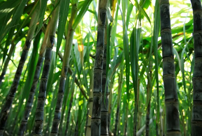 USDA em Brasília prevê queda de 8,5% na moagem de cana em 2024/25