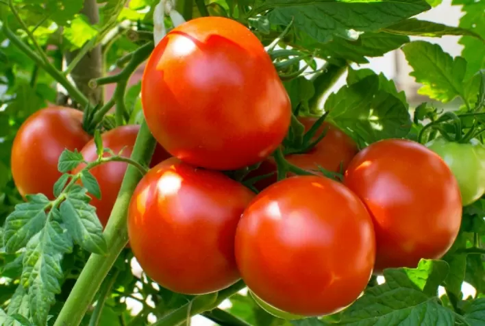 Tomate BR: A nova associação que busca valorizar a indústria de molhos de tomate no Brasil