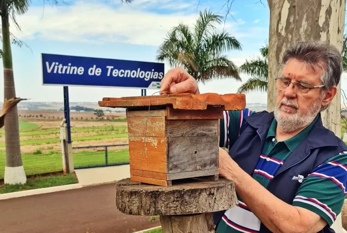 Abelhas aumentam produtividade da soja, revela estudo