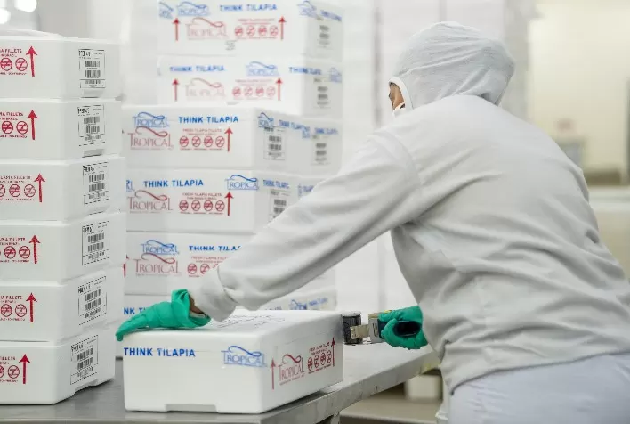 Exportações brasileiras de peixe crescem significativamente no primeiro trimestre de 2024