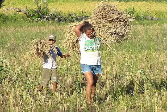 Incentivos à agricultura familiar para produção de biocombustíveis estão em discussão na CRA