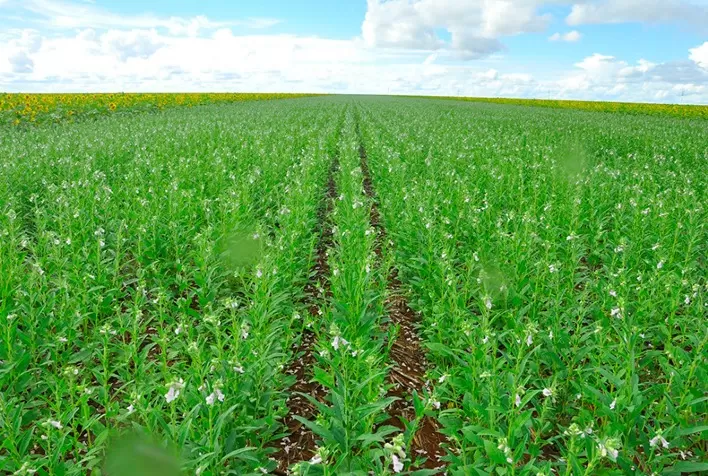 Mato Grosso registra aumento de 105,8% na produção de gergelim