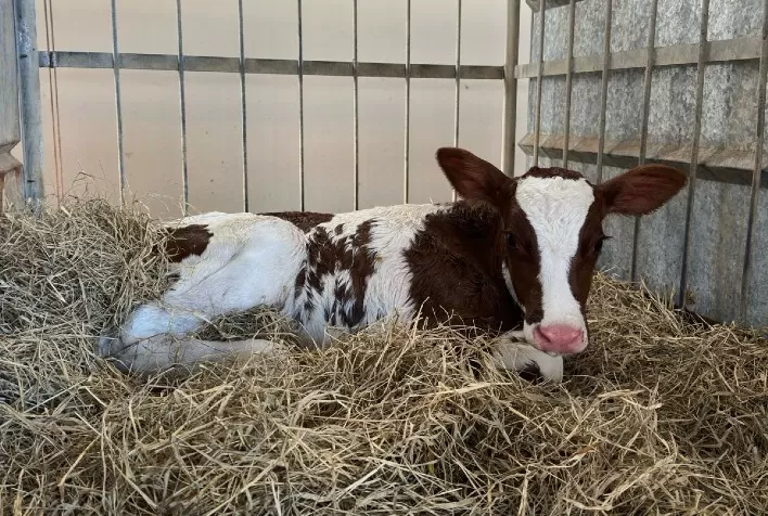 O nascimento de uma nova geração: Fazenda em Minas Gerais celebra a primeira filha de Tricky Red no Brasil