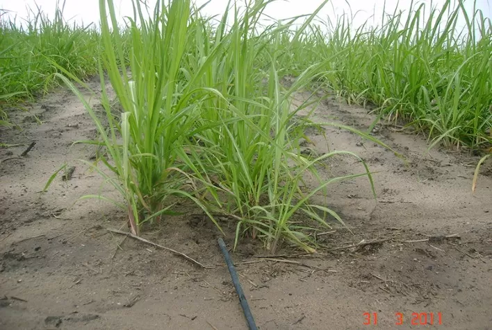 Inovação Sustentável: Fazenda Irmãos Garcia adota irrigação por gotejamento para aumentar produtividade