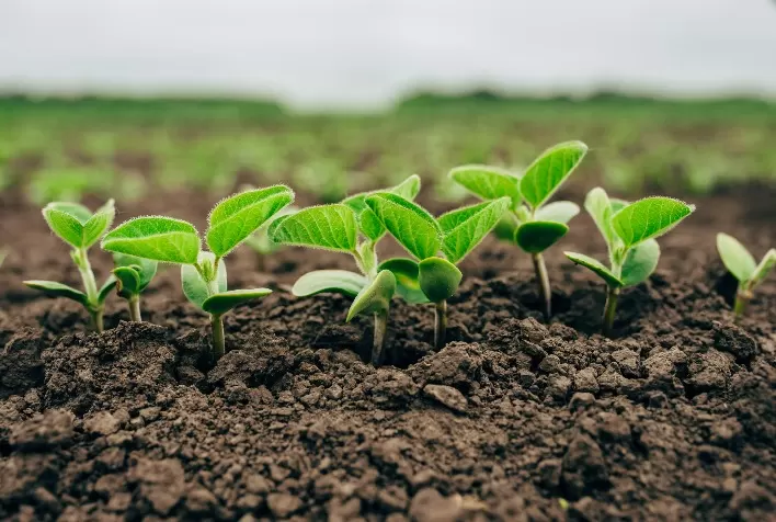 Uso de bioinsumos alcança 31% da área cultivada no brasil e tende a crescer ainda mais