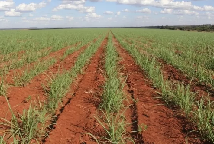 Agro investe em áreas degradadas para aumentar produção de biocombustíveis