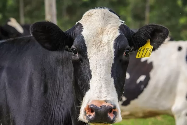 Capacitação em manejo ambiental para produtores de leite promove sustentabilidade no agronegócio