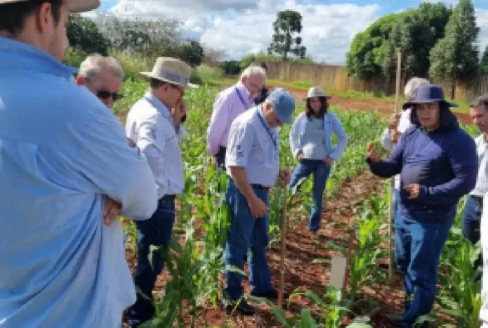 Rede de Agropesquisa do Paraná combate à cigarrinha-do-milho