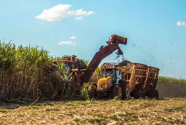 Bicudo da cana pode reduzir produtividade em até 25 toneladas por hectare