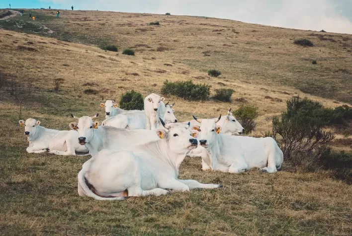 Bem-estar animal e reprodução: Uma dupla para uma pecuária sustentável