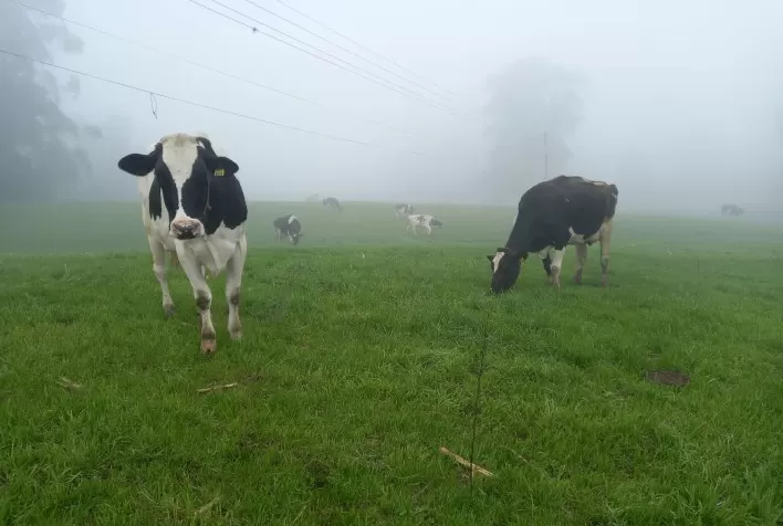 Enchentes no Rio Grande do Sul deixam produtores de leite isolados