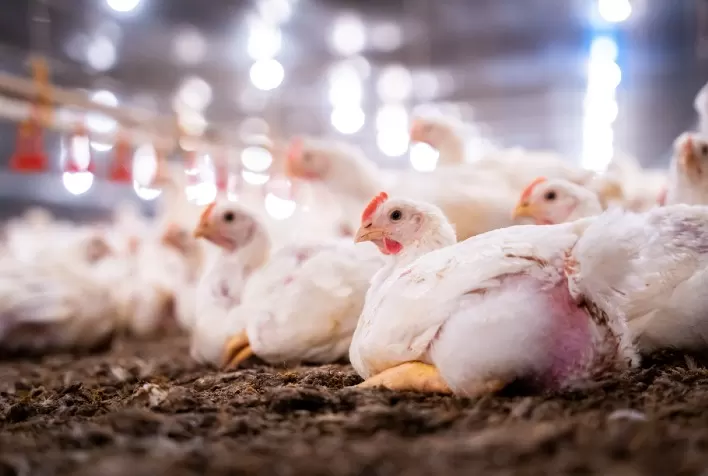 Oferta alta e demanda baixa mantêm preços do frango em queda em abril