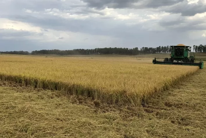 Irga retoma acompanhamento da safra de arroz no RS