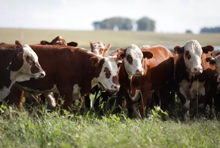 Pecuaristas do Rio Grande do Sul lançam mão de medidas para combater carrapatos e aumentar produtividade