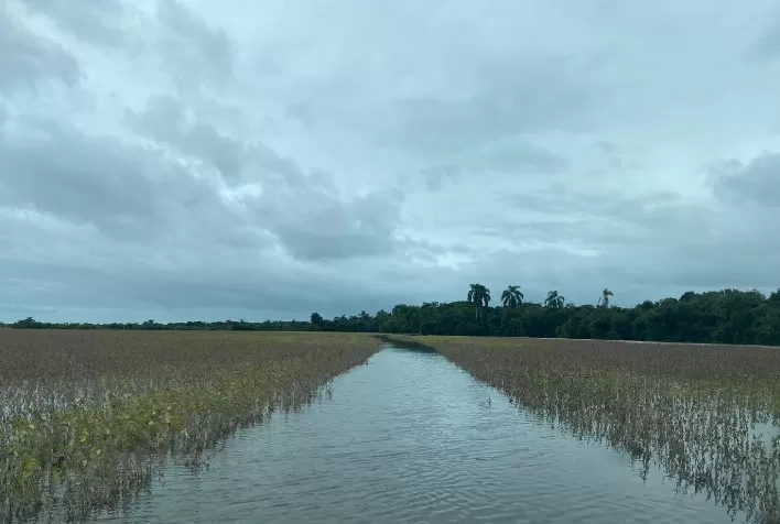Colheita da soja acelera no Rio Grande do Sul apesar das chuvas: produtores mantêm atividades para evitar perdas
