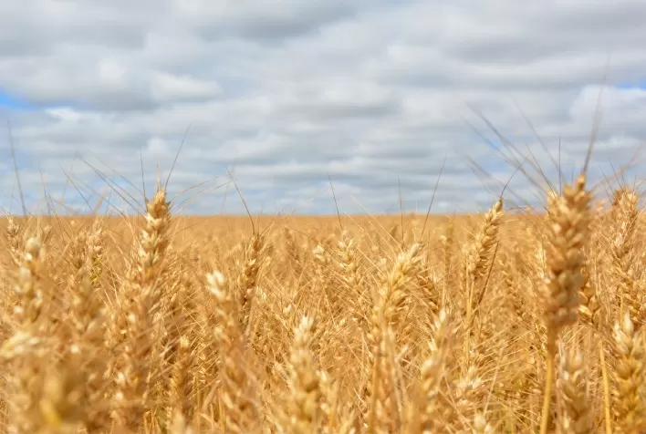 Nova tecnologia ajuda a detectar Giberela antes do plantio de trigo