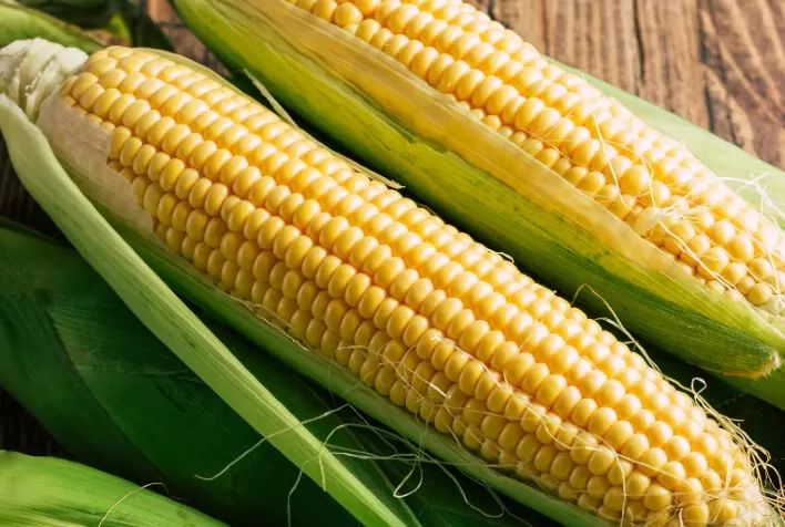 Mercado de milho no Brasil mantém cautela em meio a preços estáveis