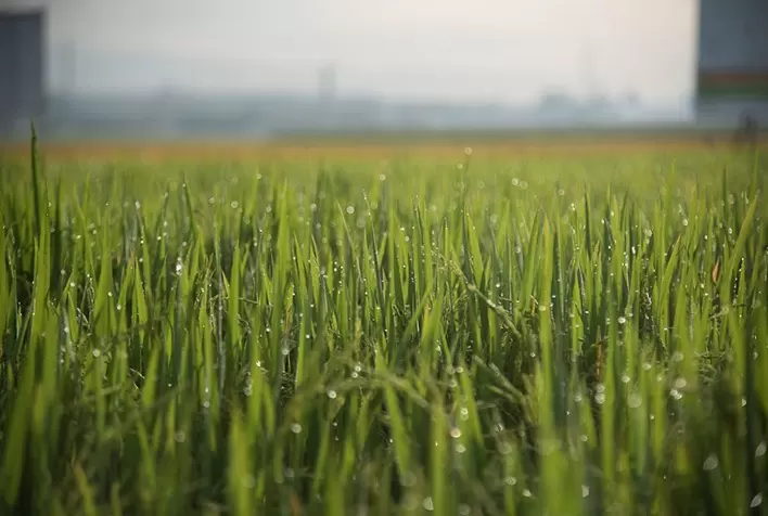 Chuvas colocam em risco 180 mil hectares de arroz no Rio Grande do Sul, afirma analista