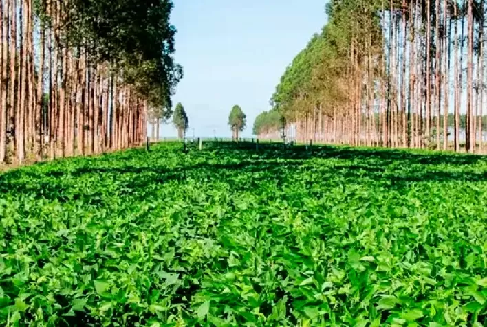 Agricultura Regenerativa: Como a agricultura pode ajudar a recuperar ecossistemas