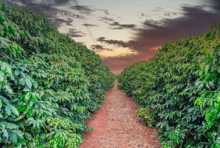 O Novo Café: A busca por sustentabilidade no cultivo