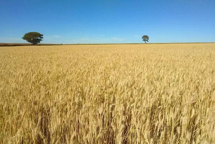 Trigo no Rio Grande do Sul em crise após enchentes: Mercado paralisa e indústrias focam no socorro aos desabrigados