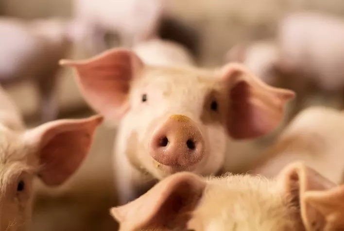 Simpósio debate o papel do Brasil na liderança da produção sustentável de proteína animal