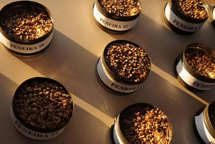 Cientistas da Unicamp Concluem Sequenciamento Genético do Café Arábica