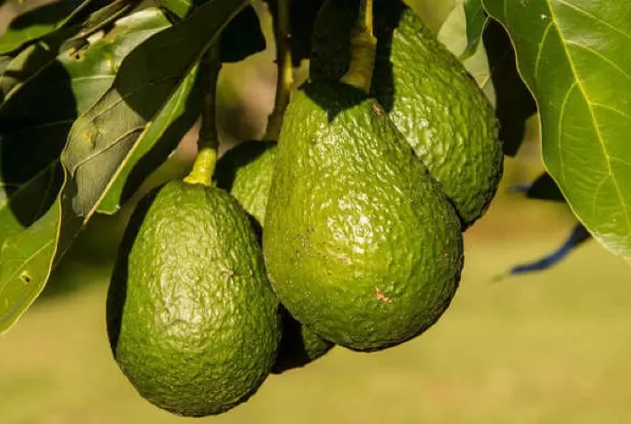 Brasil Emergente na Produção Mundial de Abacate: Crescimento Sustentável e Projeções Promissoras