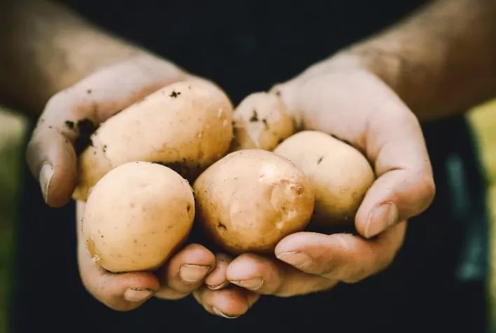 Enchentes no Rio Grande do Sul Afetam Produção de Batata em Regiões Chave, Alerta Cepea