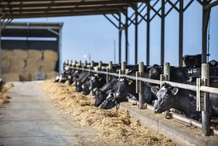 Embrapa Gado de Leite: Custos de Produção de Leite Seguem em Queda em Abril